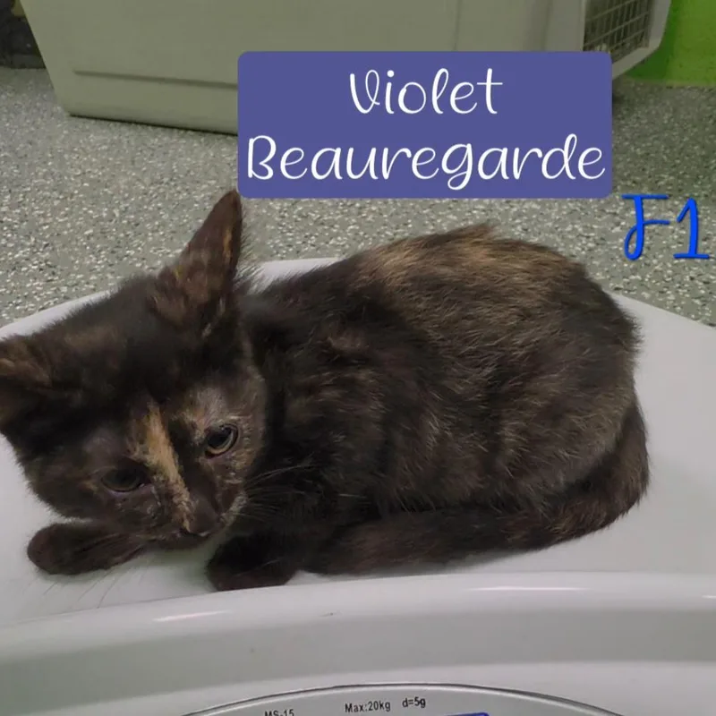 A baby small-sized female Tortoiseshell Domestic Short Hair cat named Violet Beauregarde for adoption in Parkersburg, WV