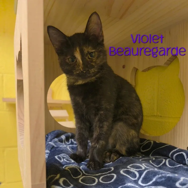 Violet Beauregarde thumbnail 2
