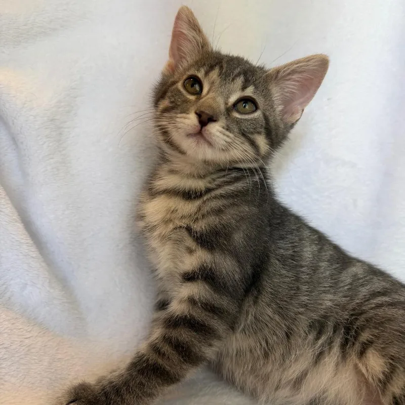 A baby small-sized male Black Domestic Short Hair cat named Bubbles for adoption in La Grange, KY