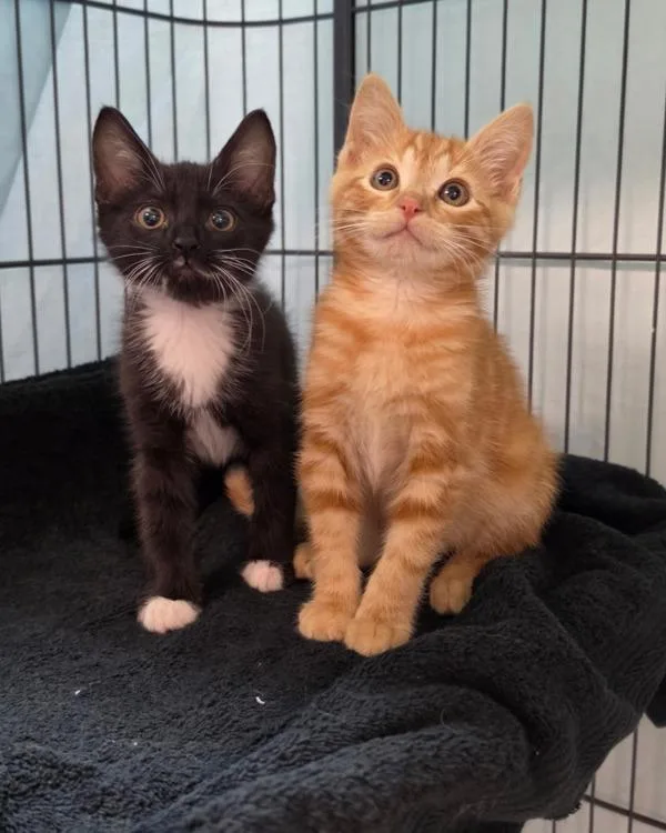 A baby small-sized male Domestic Short Hair cat named Jamba for adoption in Novato, CA