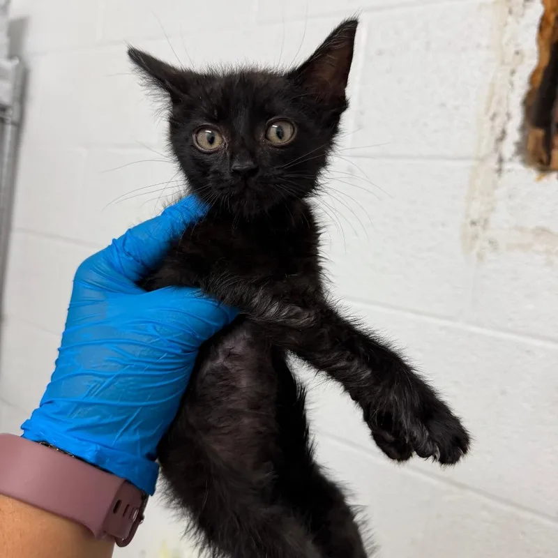A baby small-sized male Black Domestic Short Hair cat named Jelly Bean for adoption in Edinburg, TX