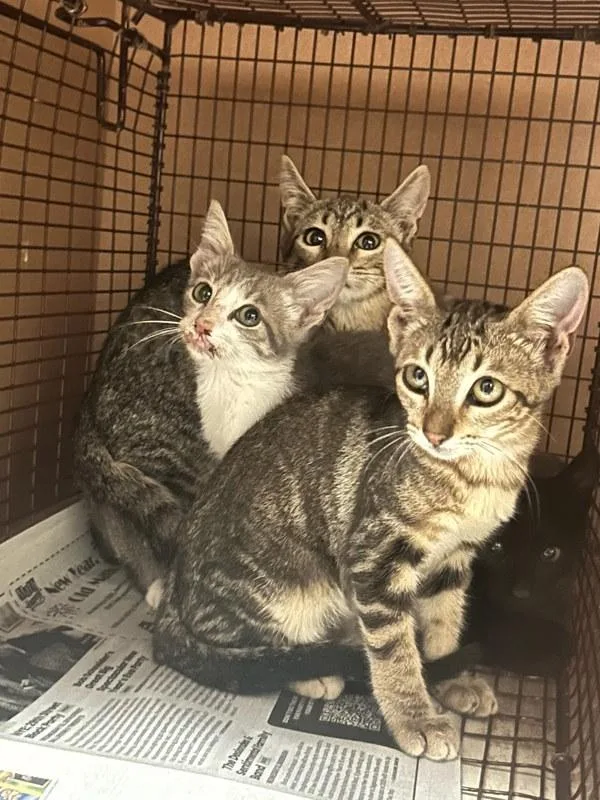 A baby small-sized male Domestic Short Hair cat named Chee for adoption in Austin, TX