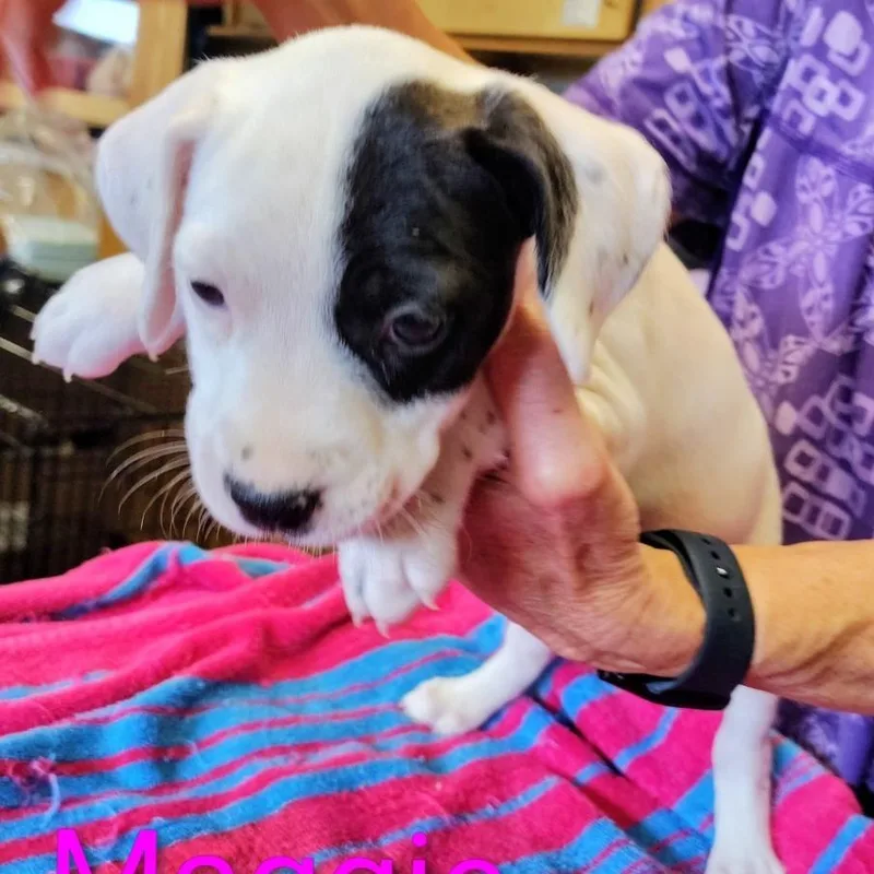 A baby small-sized female White / Cream Mixed Breed dog named Maggie for adoption in Grand Rapids, MI