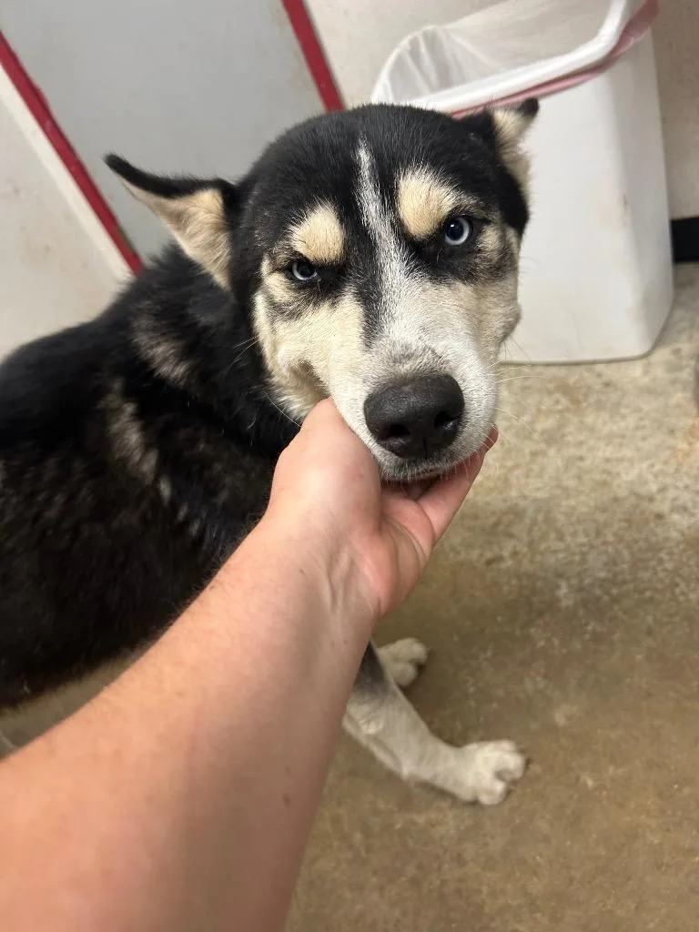 An adult large-sized male Husky dog named Pepe for adoption in Lockhart, TX