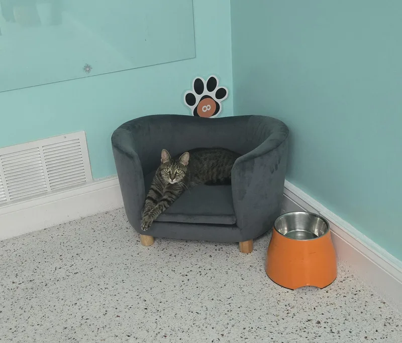 A young medium-sized female Domestic Short Hair cat named Lucy Lou for adoption in Philadelphia, PA