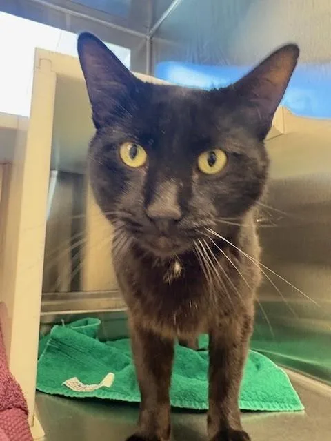 An adult medium-sized male Domestic Short Hair cat named Hammie for adoption in Brighton, CO