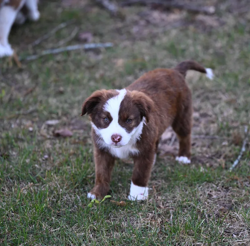 Mocha Mood Pie  thumbnail 2