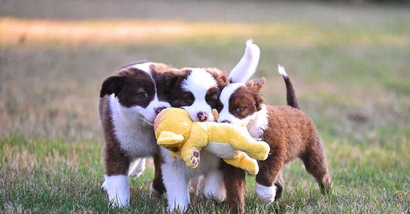 Mocha Mood Pie  thumbnail 3