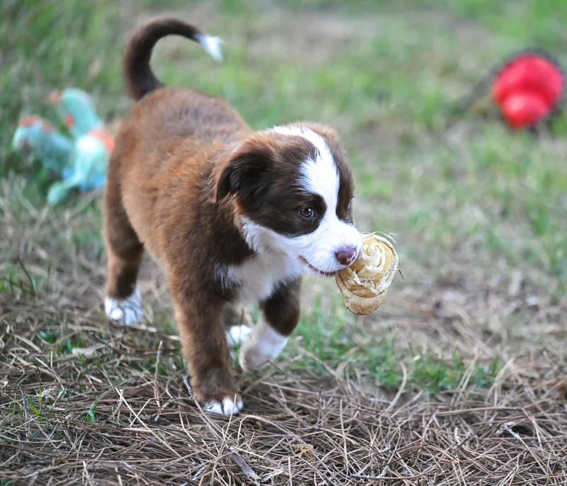 Mocha Mood Pie  thumbnail 4