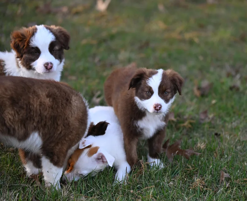 Mocha Mood Pie  thumbnail 5