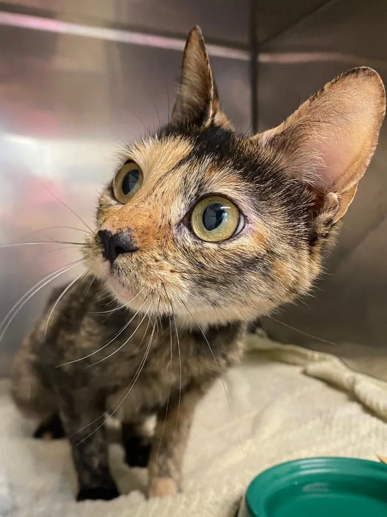 An adult small-sized female Domestic Short Hair cat named Solara for adoption in Fall River, MA