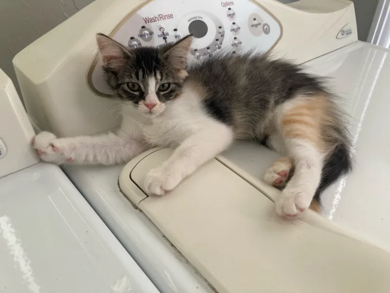A baby small-sized female Orange American Shorthair cat named Paddy for adoption