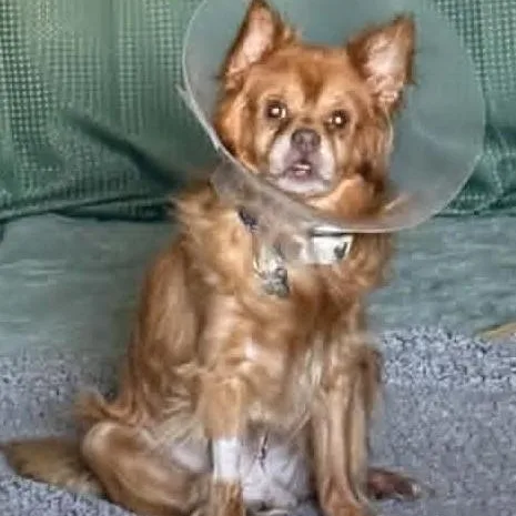 An adult small-sized male Red / Chestnut / Orange Pomeranian dog named Chester for adoption in Marana, AZ