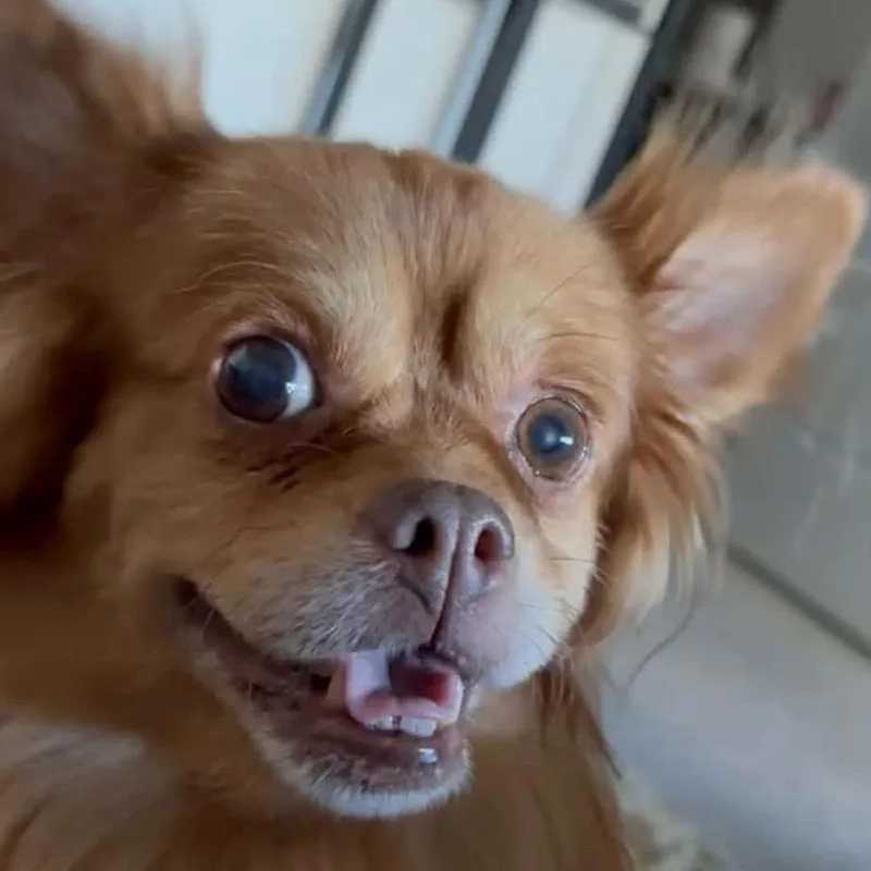 Chester thumbnail 2