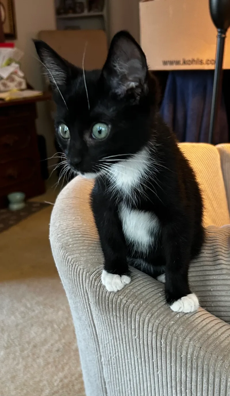 A baby small-sized male Black and white American Shorthair cat named Coupe for adoption in Meeker, OK