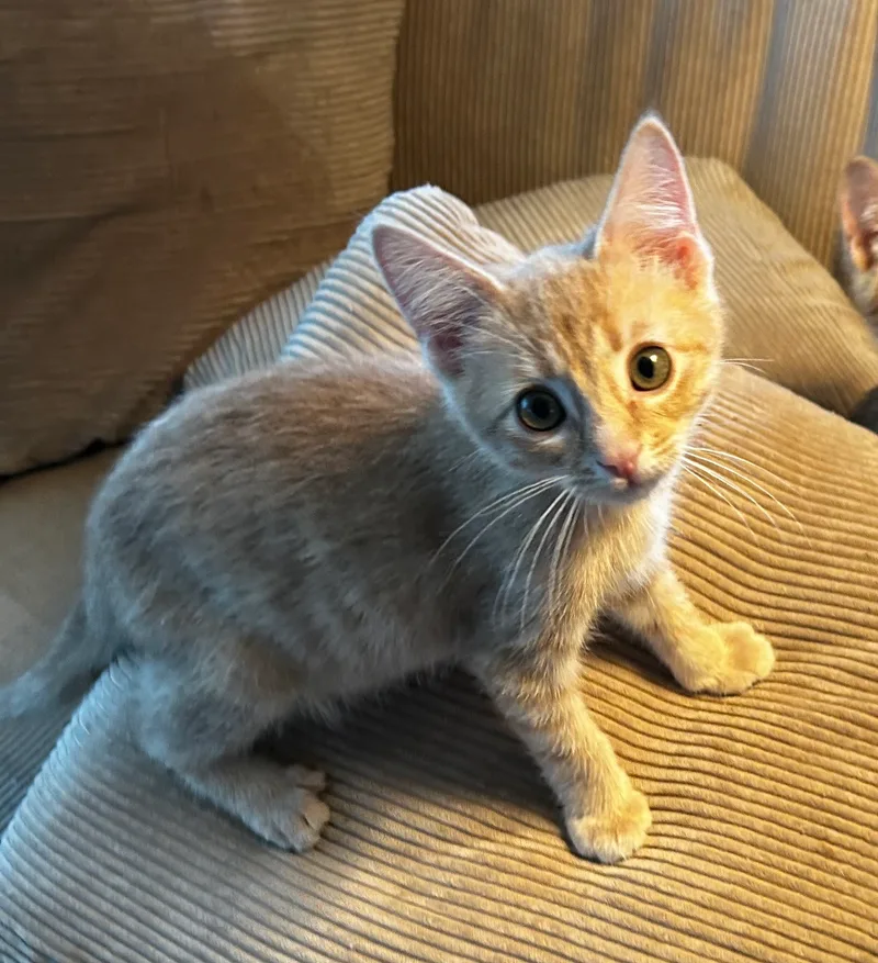 A baby small-sized male Orange American Shorthair cat named Duster for adoption in Meeker, OK