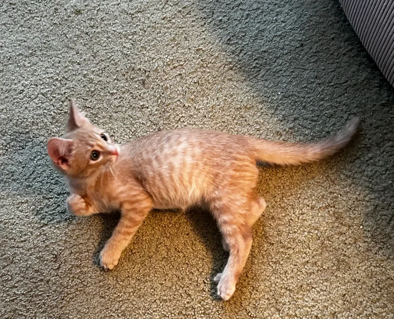 A baby small-sized female Orange and white American Shorthair cat named Betty for adoption