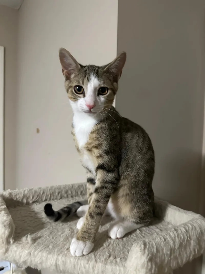 A baby small-sized male white Domestic Short Hair cat named Oslo for adoption