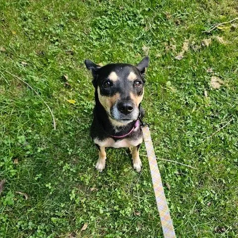 An adult small-sized female Black Australian Kelpie dog named Stormy for adoption in Dayton, OH