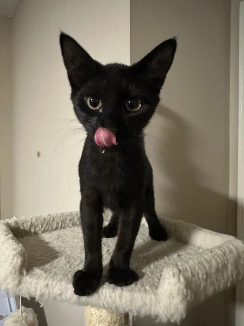 A baby small-sized female Black Domestic Short Hair cat named Vienna for adoption