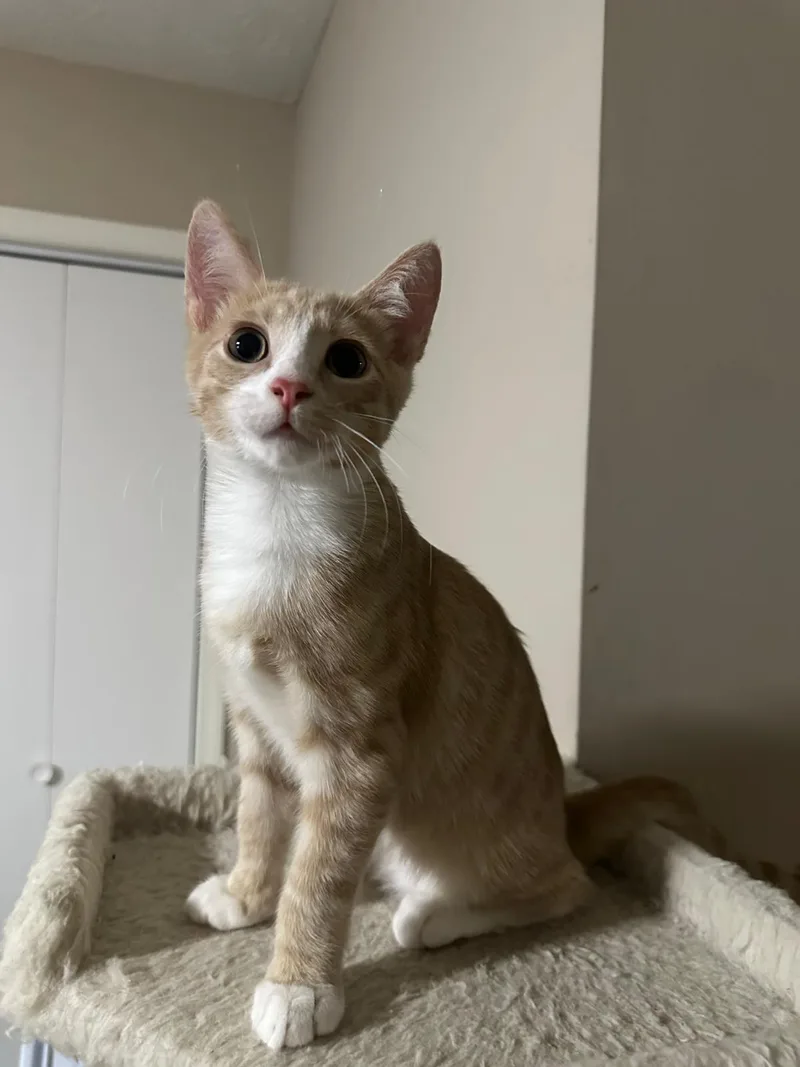 A baby small-sized male orange Domestic Short Hair cat named Sunny for adoption