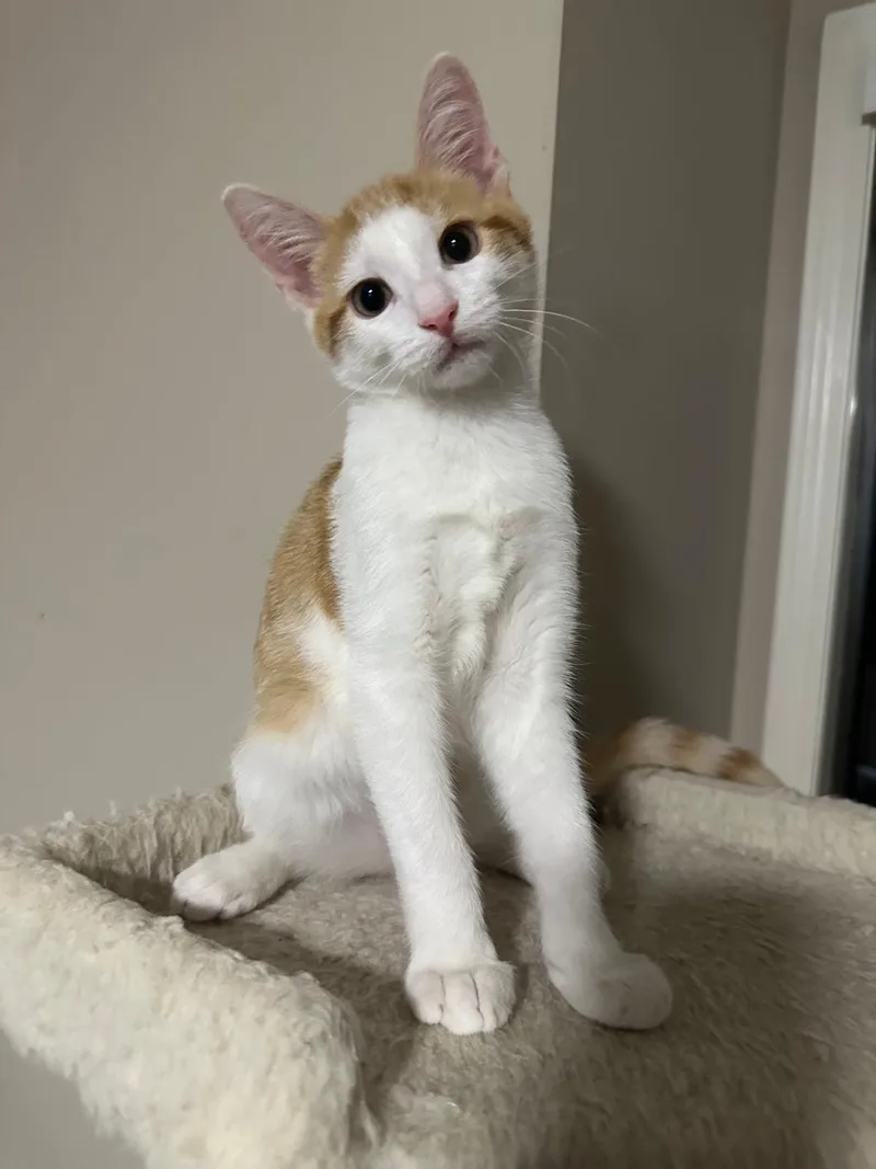 A baby small-sized male orange Domestic Short Hair cat named Maple for adoption
