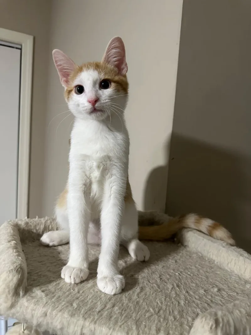 Maple thumbnail 3