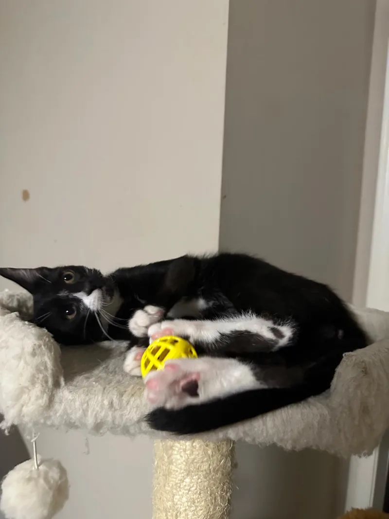 Domino thumbnail 4