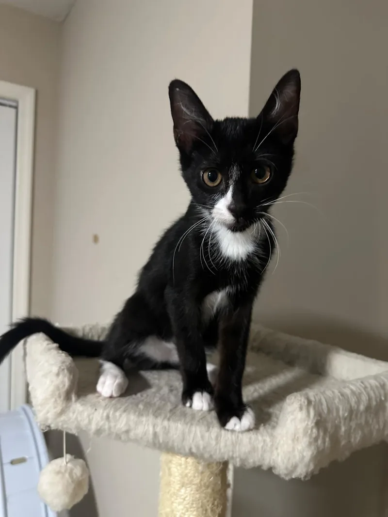 A baby small-sized male black Domestic Short Hair cat named Domino for adoption