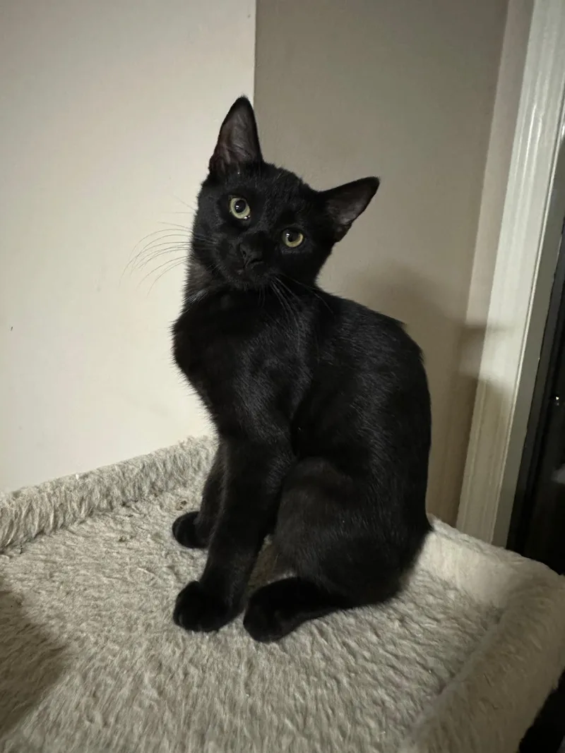 A baby small-sized male black Domestic Short Hair cat named Onyx for adoption