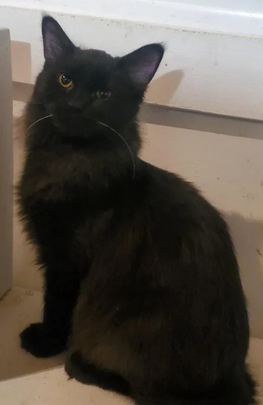 A baby medium-sized female Black Domestic Long Hair cat named Asante for adoption in Kalamazoo, MI