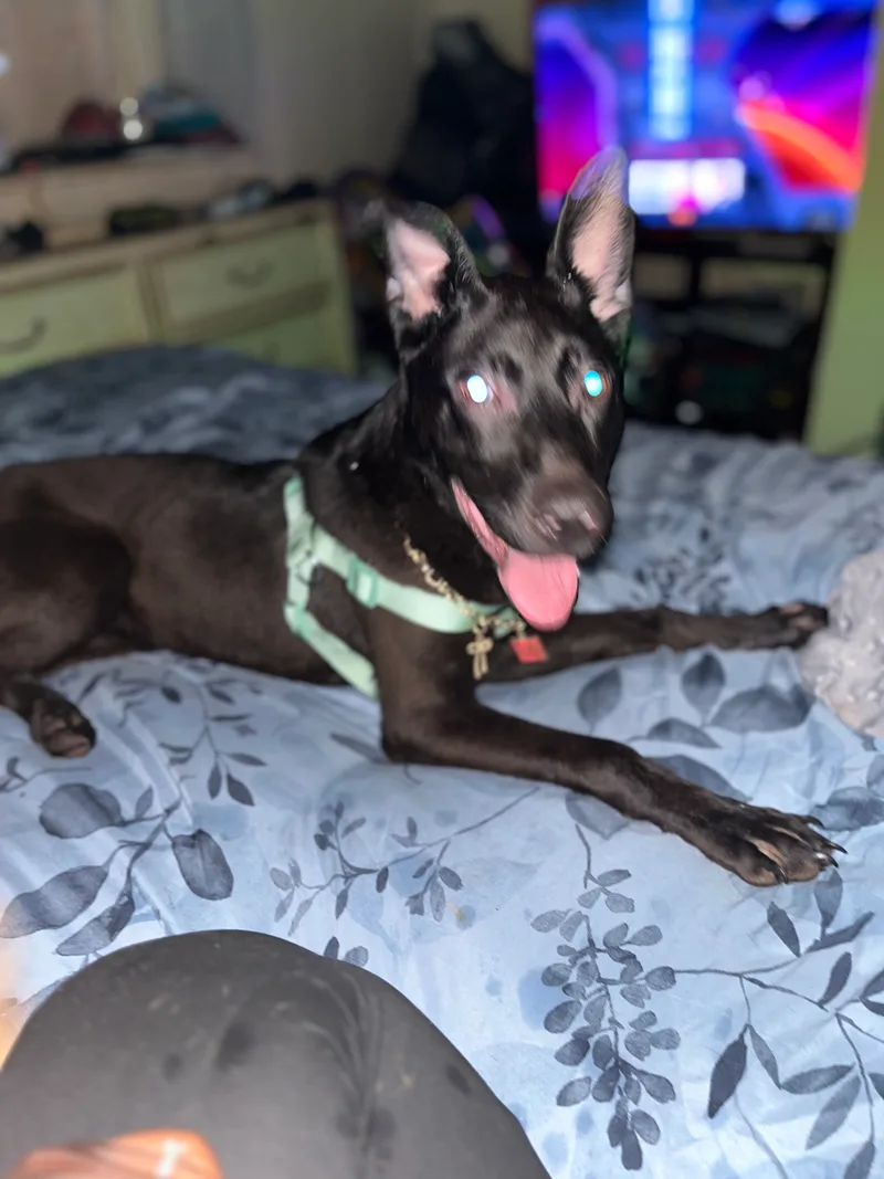 A young medium-sized female Black German Shepherd Dog dog named Shilo for adoption