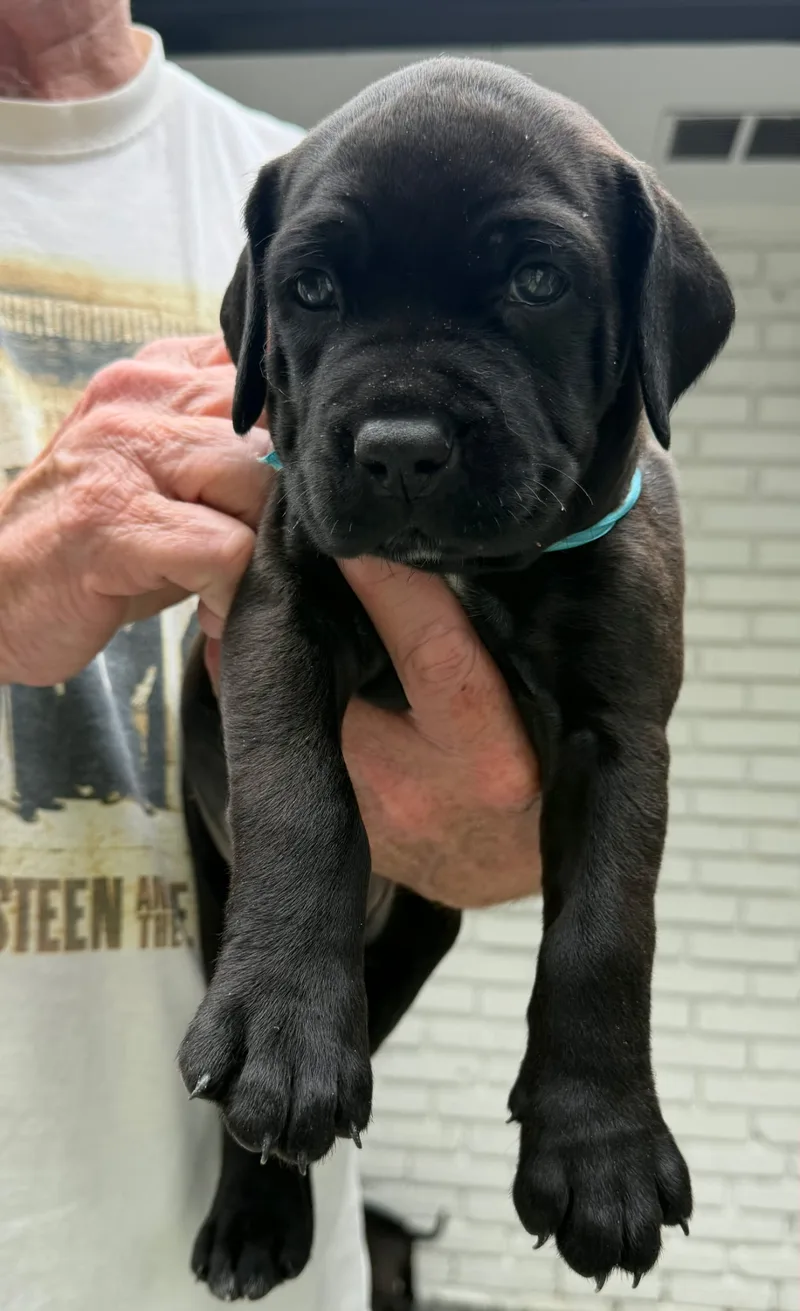 A baby small-sized male Cane Corso dog named Jameson for adoption