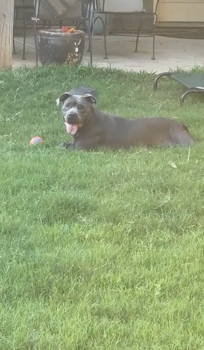 Brandy thumbnail 5