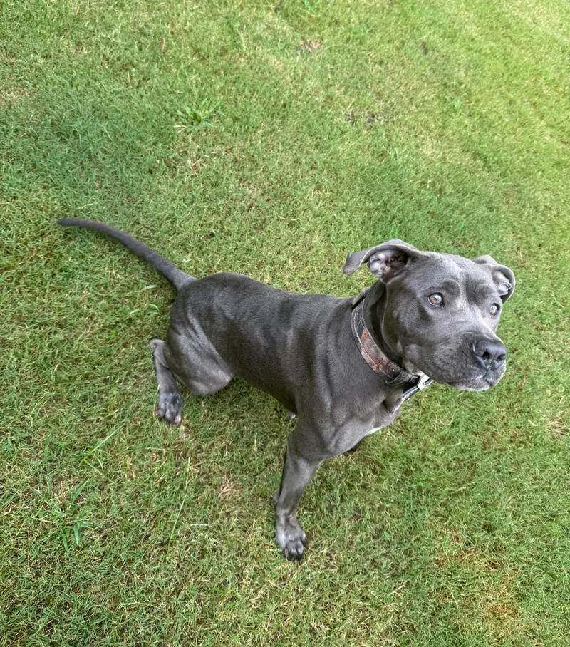 A young large-sized female Cane Corso dog named Brandy for adoption