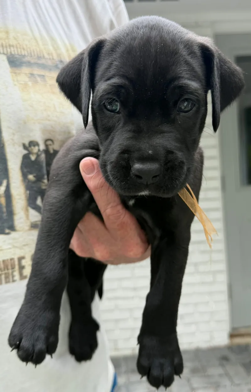 A baby small-sized male Cane Corso dog named Hennessy for adoption