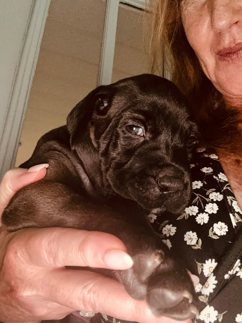 A baby small-sized male Cane Corso dog named Whiskey for adoption