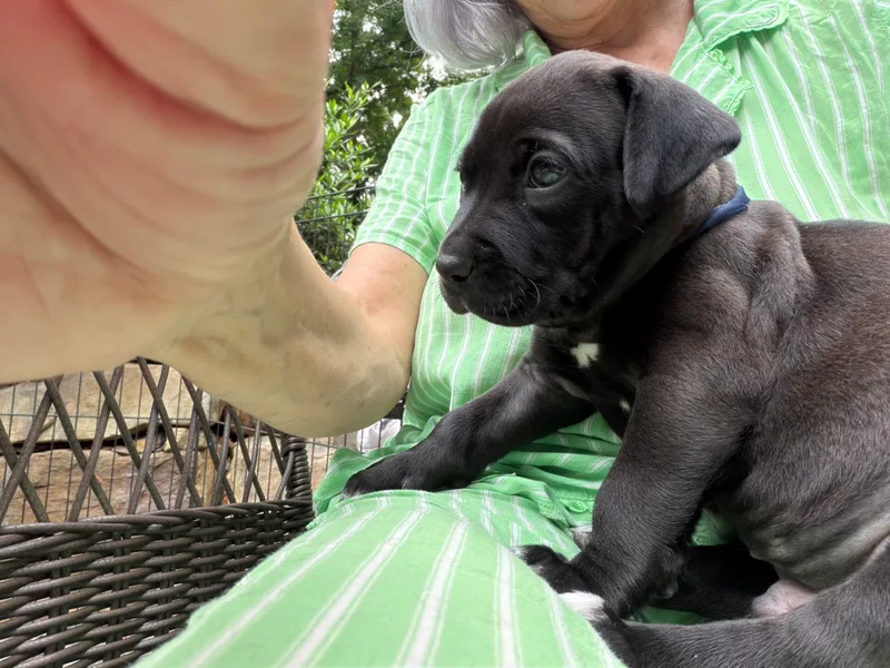 A baby small-sized male Cane Corso dog named Guinness for adoption