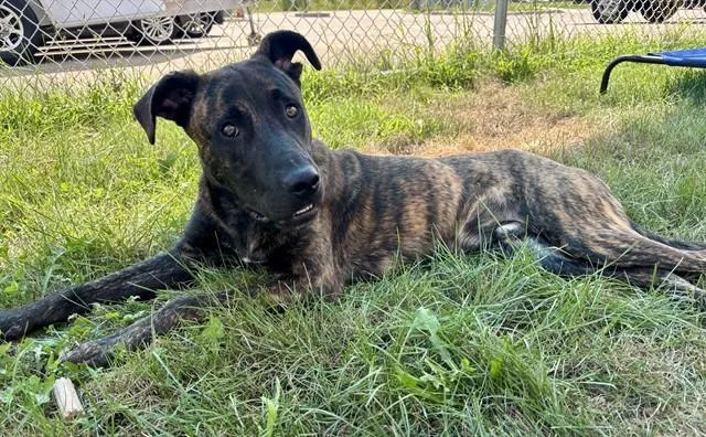 A young large-sized male American Staffordshire Terrier dog named Drew for adoption in Kalamazoo, MI