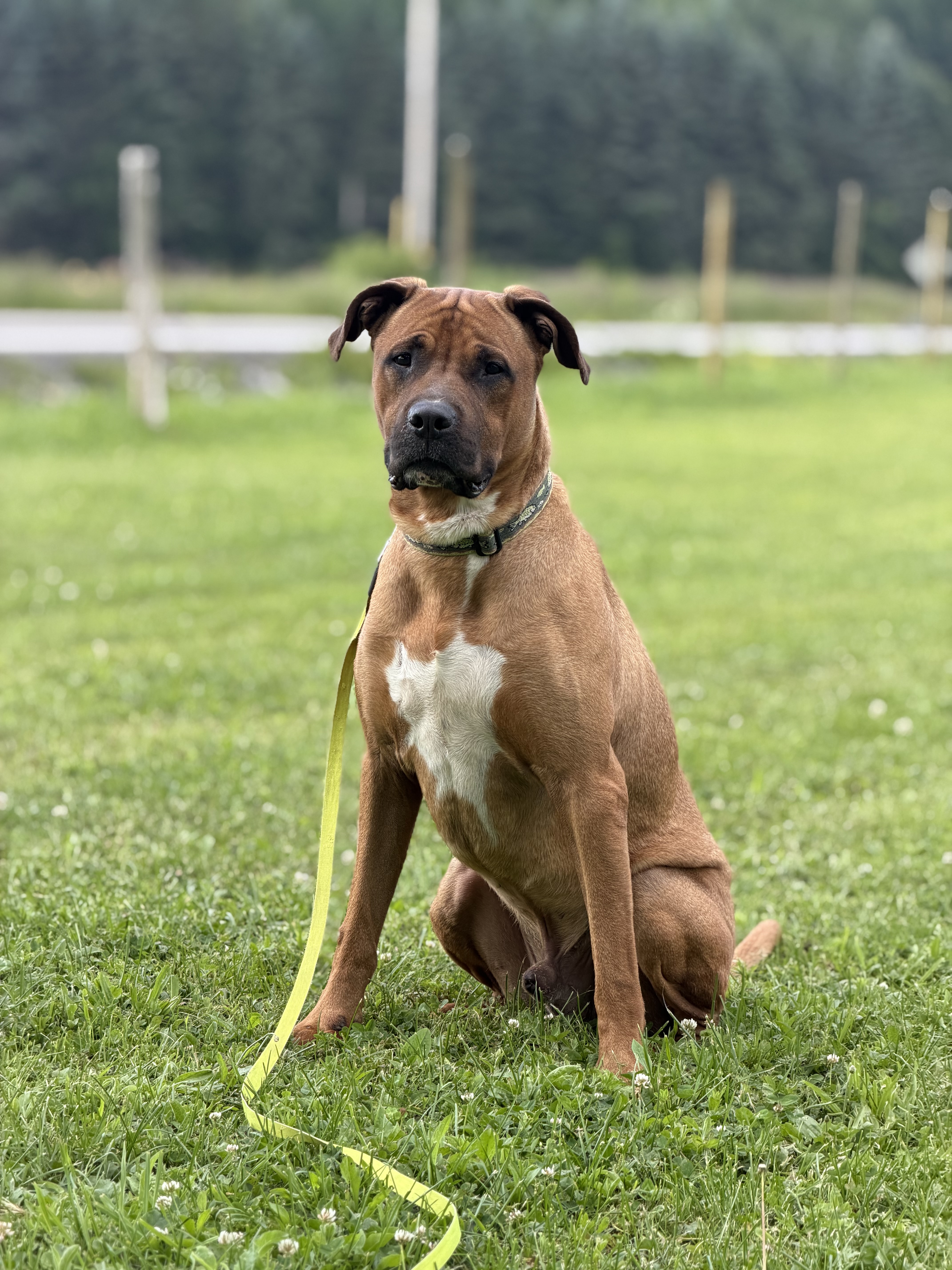 An adult large-sized male FAWN Hound dog named Murphy for adoption