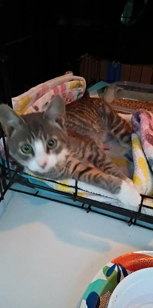 A baby small-sized male Domestic Short Hair cat named Bruce for adoption in LIberty, NY