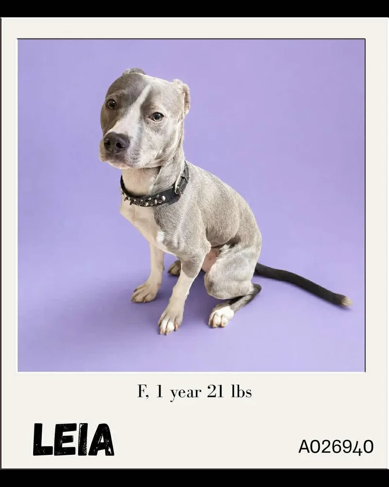 Leia