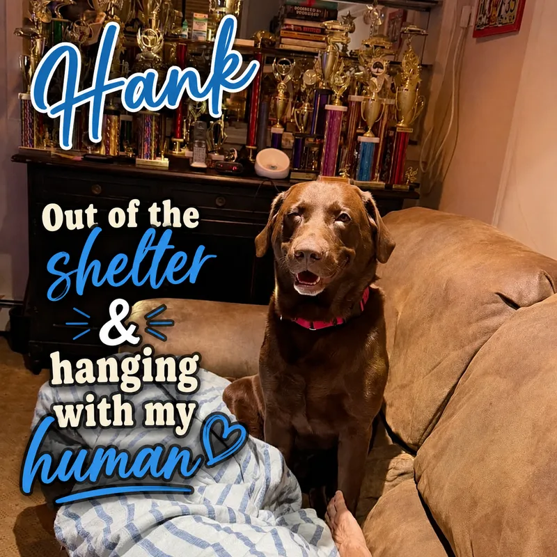 Hank thumbnail 3