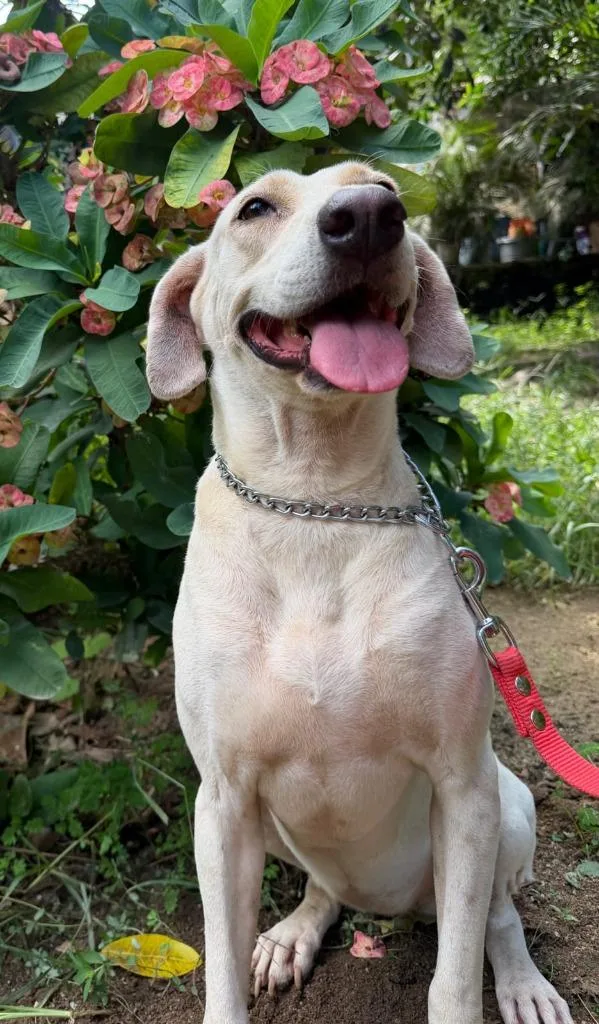 An adult medium-sized female Labrador Retriever dog named Sheila for adoption in San Diego, CA