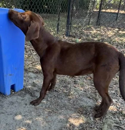 A baby medium-sized female Labrador Retriever dog named Willow for adoption in Conway, SC