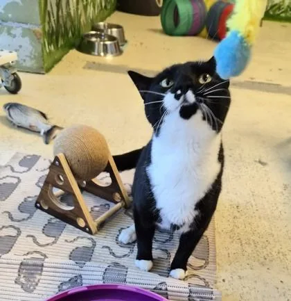 An adult medium-sized male Domestic Medium Hair cat named Milo for adoption in Conway, SC