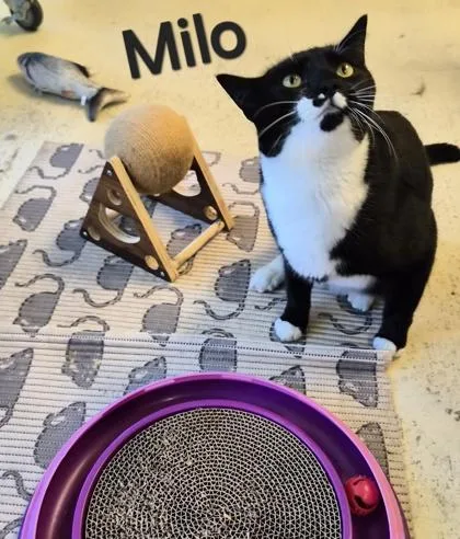 Milo thumbnail 3