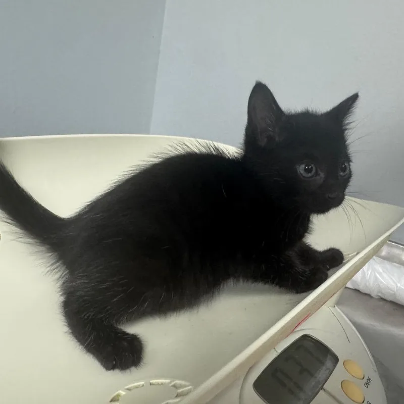 A baby small-sized female Black Domestic Medium Hair cat named Cusseta for adoption in Columbus, GA