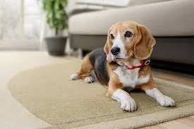 Test pet