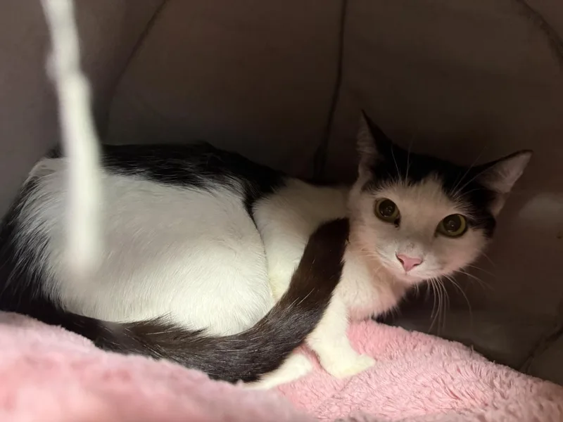 An adult medium-sized female Domestic Short Hair cat named Bessie Mooie for adoption in Chandler, AZ